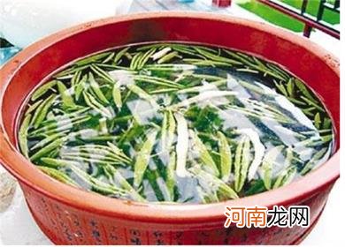 莼菜的营养及药用价值