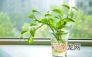 绿萝剪枝放水里能活吗