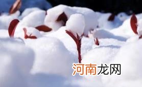 2022小雪这天下雪好还是晴天好