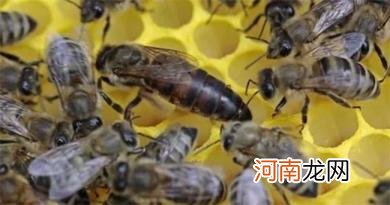 蜂王死了蜂群会跑吗