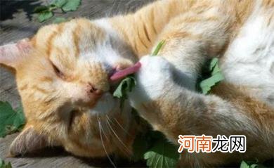 猫薄荷对猫有什么作用