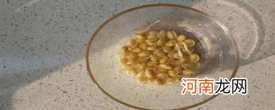 黄豆泡水里会发芽吗