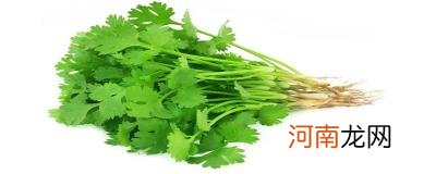 芫茜是什么菜