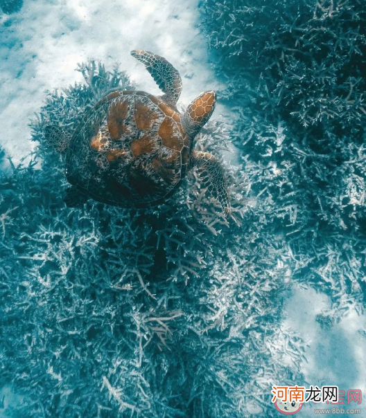 珊瑚虫|谁是珊瑚虫共生的小伙伴 蚂蚁森林神奇海洋12月13日答案