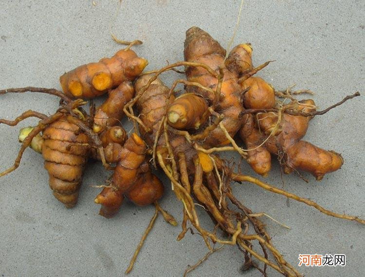 黄姜的功效与作用 黄姜和生姜的区别