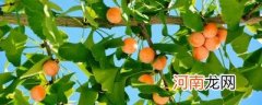 银杏树的果子
