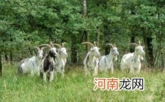 山羊绒毛衣面料介绍