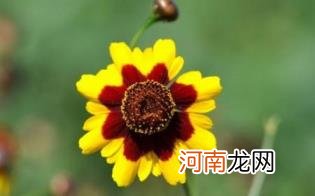 雪菊花茶喝了对身体有什么好