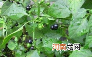 龙葵果实怎么泡酒