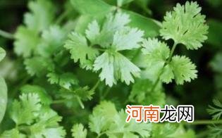 哪些人不适合吃芫荽