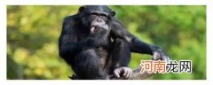 猩猩的寿命一般多长