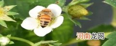 在种植蔬菜的大棚里放养蜜蜂的目的是什么