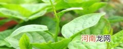 滑滑的菜叫什么菜