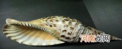 凤尾螺是不是保护动物
