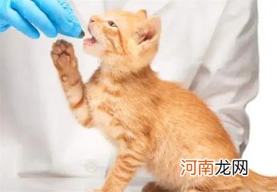 三个月的小猫的猫藓怎么治