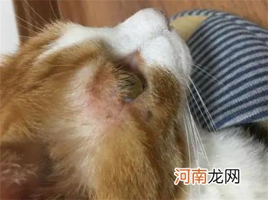 三个月的小猫的猫藓怎么治