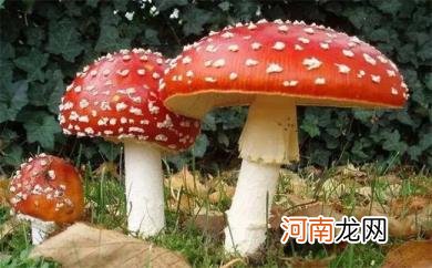 怎么认毒蘑菇