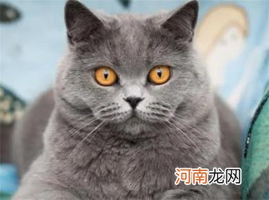 怎么让猫咪发腮