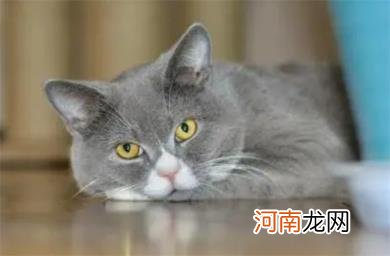 怎么让猫咪发腮