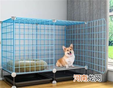 狗可以放笼子里养吗