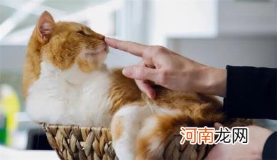 猫要从小养才会跟主人亲近吗