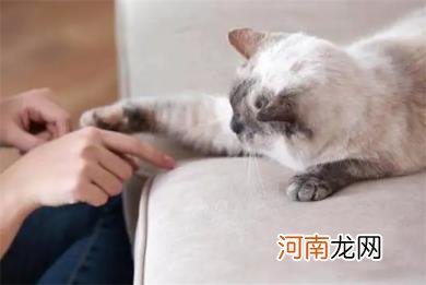 猫要从小养才会跟主人亲近吗