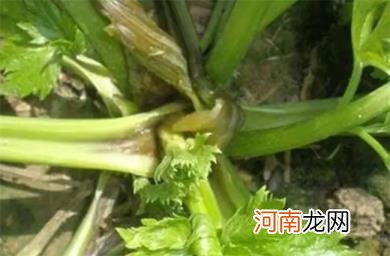 芹菜苗烂心烂根是什幺病