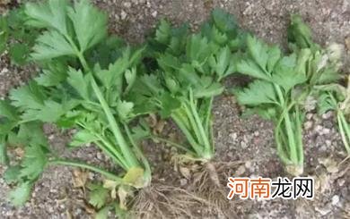 芹菜苗烂心烂根是什幺病