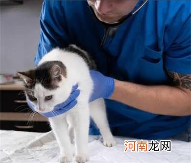 猫脖子被咬破变成癣了怎么回事