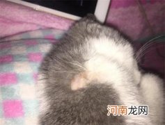 猫脖子被咬破变成癣了怎么回事