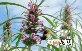 益母草孕妇可以吃吗