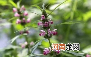 益母草孕妇能吃吗