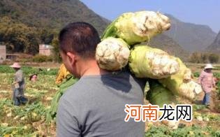 孕妇可以吃大头菜吗