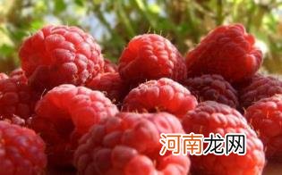 树莓孕妇能吃吗