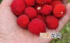 孕妇可以吃树莓吗