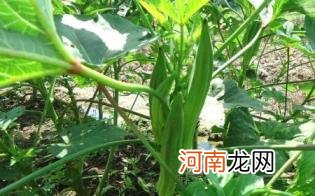 孕妇吃黄秋葵有什么好处