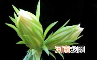 霸王花汤什么人不能喝