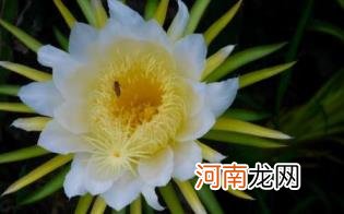 孕妇可以吃霸王花汤吗