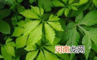 绞股蓝的副作用是什么