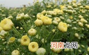 孕妇喝胎菊茶要注意什么