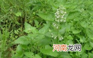 荆芥和艾叶熬水孕妇能用不