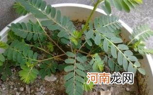 鸡骨草孕妇可以喝吗