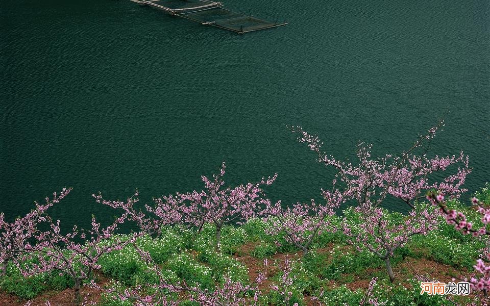 茉莉花卷茶的正确冲泡方法 茉莉花茶冲泡需要洗茶吗