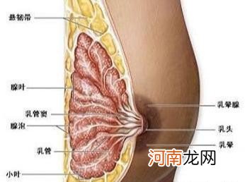 乳汁不足是为什么 乳汁是怎么产生的呢