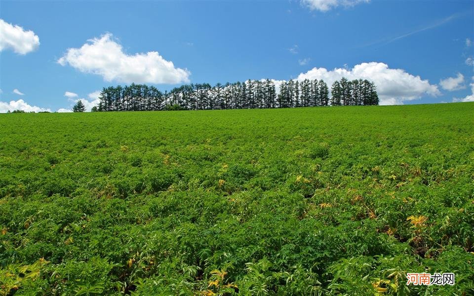 可以帮助祛除体内湿气 去湿气用什么泡水喝