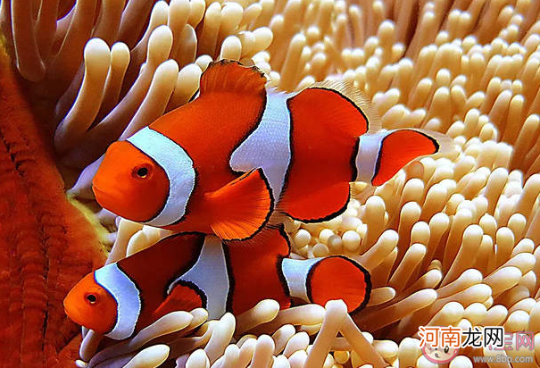 小丑鱼喜欢|小丑鱼喜欢与以下哪种海洋生物一起生活 神奇海洋12月23日答案