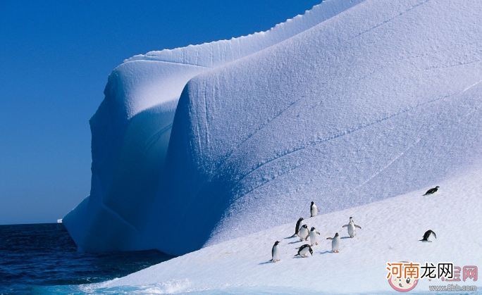 南极点|当你站在南极点其他方向对你来说都是 蚂蚁庄园12月28答案