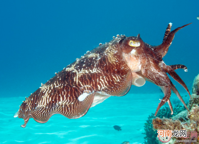 海洋动物|神奇海洋以下哪种海洋动物更擅长游泳 12月29日答案